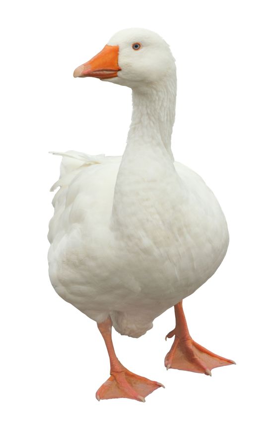 Gans